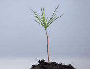 A seedling representing growth